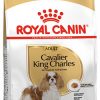 CAVALIER KING CHARLES