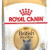 ROYAL BRITISH SHORTHAIR 2 KG