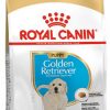 ROYAL GOLDEN RETRI JUNIOR