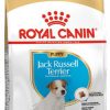 ROYAL JACK RUSSELL JUNIOR