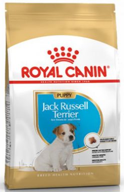 ROYAL JACK RUSSELL JUNIOR