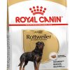 adult ROTTWEILER